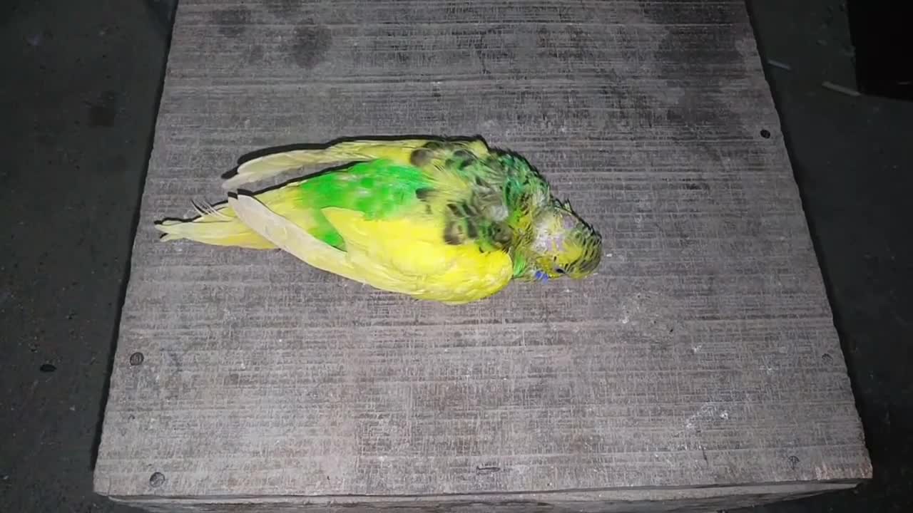 Egg binding issue in budgies Parrot - How to treatment