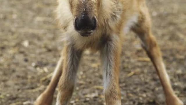 Animals you haven’t seen as babies 👶🏼😍