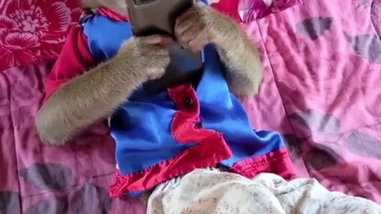 Monkeys lie down and watch mobile videos