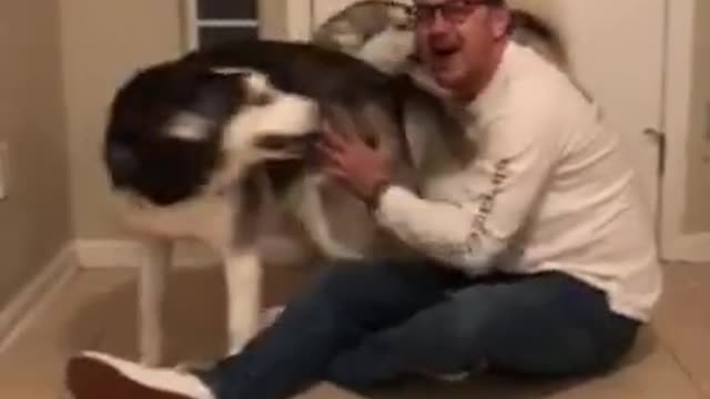 Husky FREAKS OUT After Being REUNITED WITH OWNER!