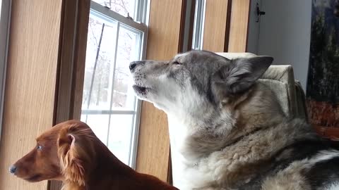 Raven (wolfdog) howling