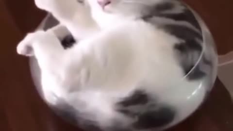 Funny Cat Videos🤣 #01