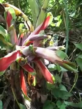 15 banana plants grow flowers on the tops