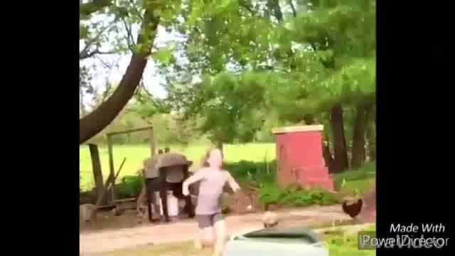 Rooster and hen Funny momment