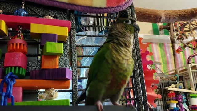 Green Cheek Conure Has The Best Dance Moves