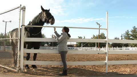 Woman Petting Large Horse On Ranch