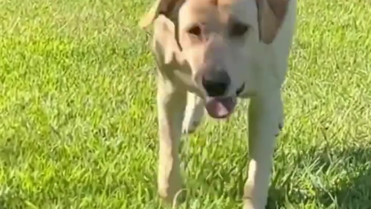 Most see Cat and dog reaction.....