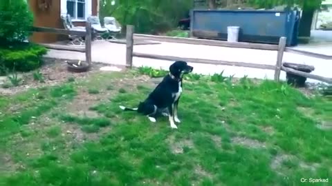 When your dog brings home a feiend