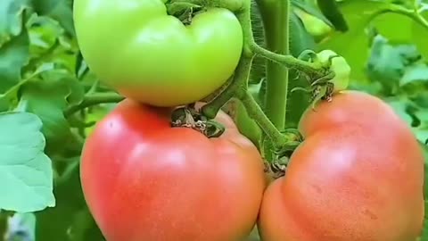 #Wow Beautiful 👌🏻👌🏻🫡🫡