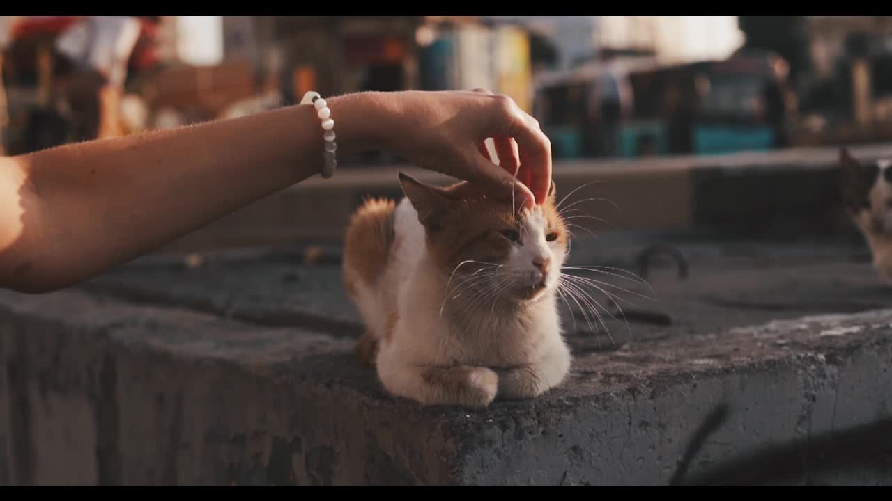 funny video of cats