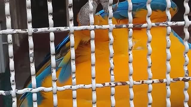 A ##Parrot In Captive Caged In A Zoo