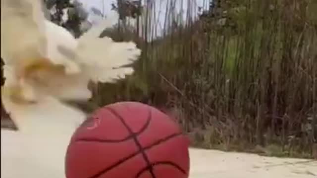 Chicken playing football!!