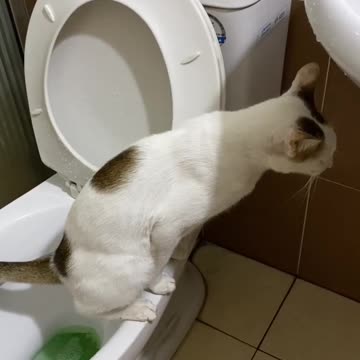 The most polite cat of the year, going to the toilet in the right place