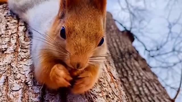 The squirrel