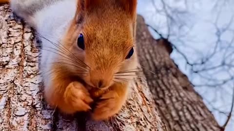 The squirrel