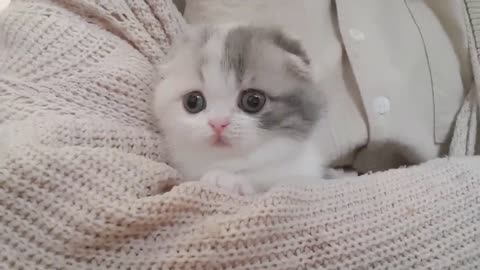 Cute kitty 🥺