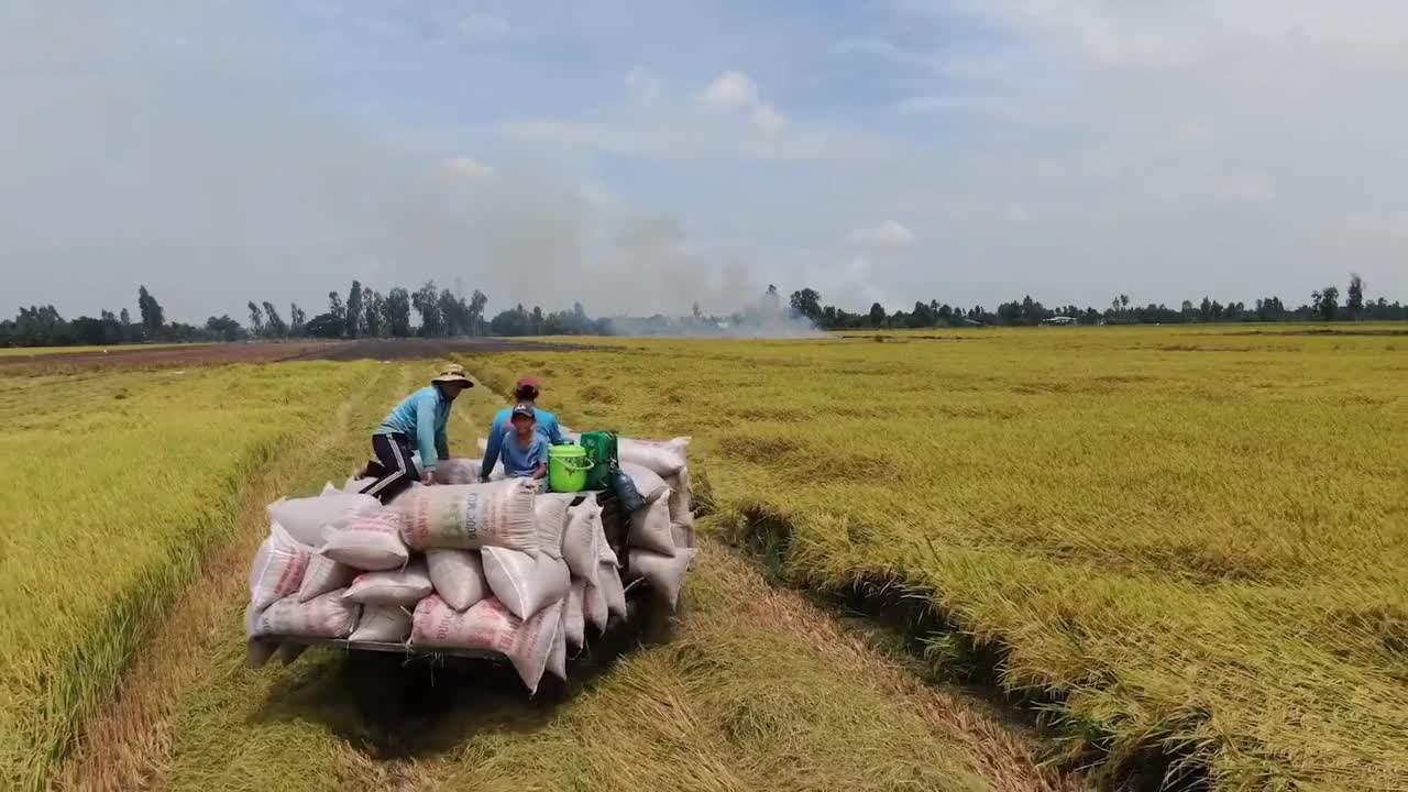 Pesawahan