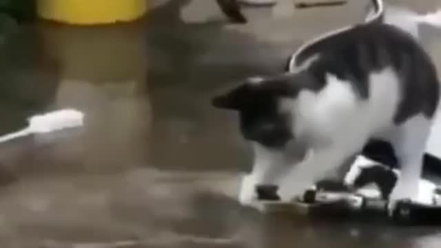best funny cat
