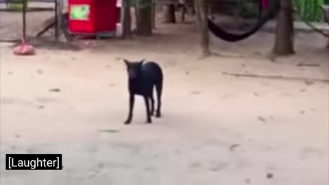 Dog prank