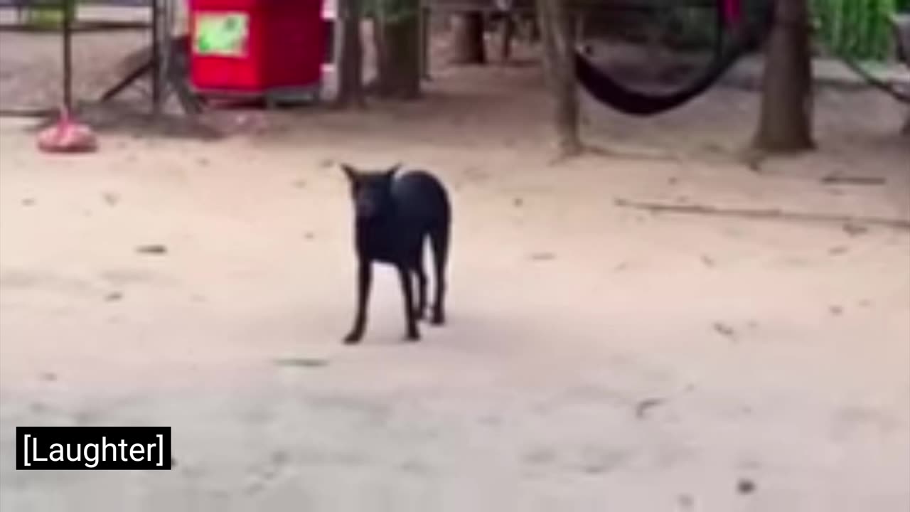 Dog prank