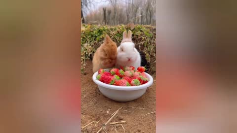 very funny pet