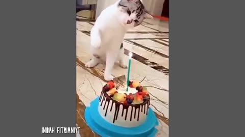 cute cat behavior