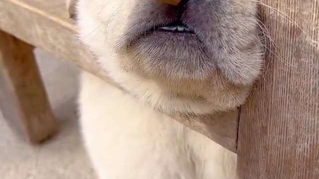 pets animals dogSchickAsks animalsoftiktok