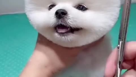 Beautiful dog cutting