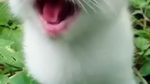 Cat meowing 🐈🐈🤩🤩🤩🥰🥰🥰😄😄 cute baby cat