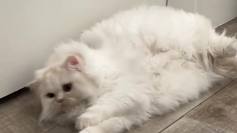 Let Me In Cat
