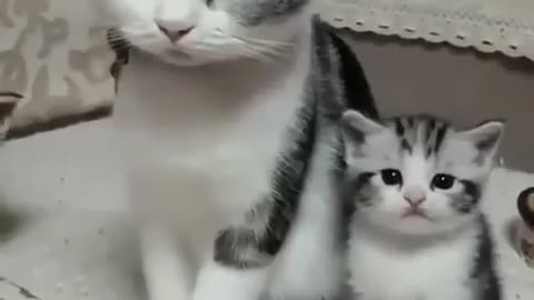 Cute cat quarrels