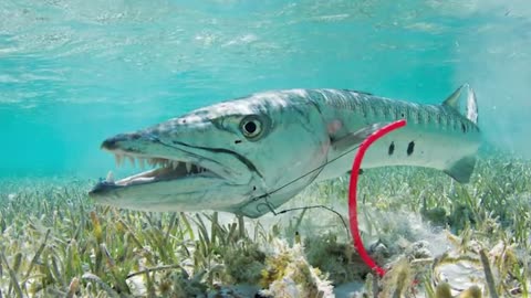 15 MOST DANGEROUS Ocean Creatures In The World-19