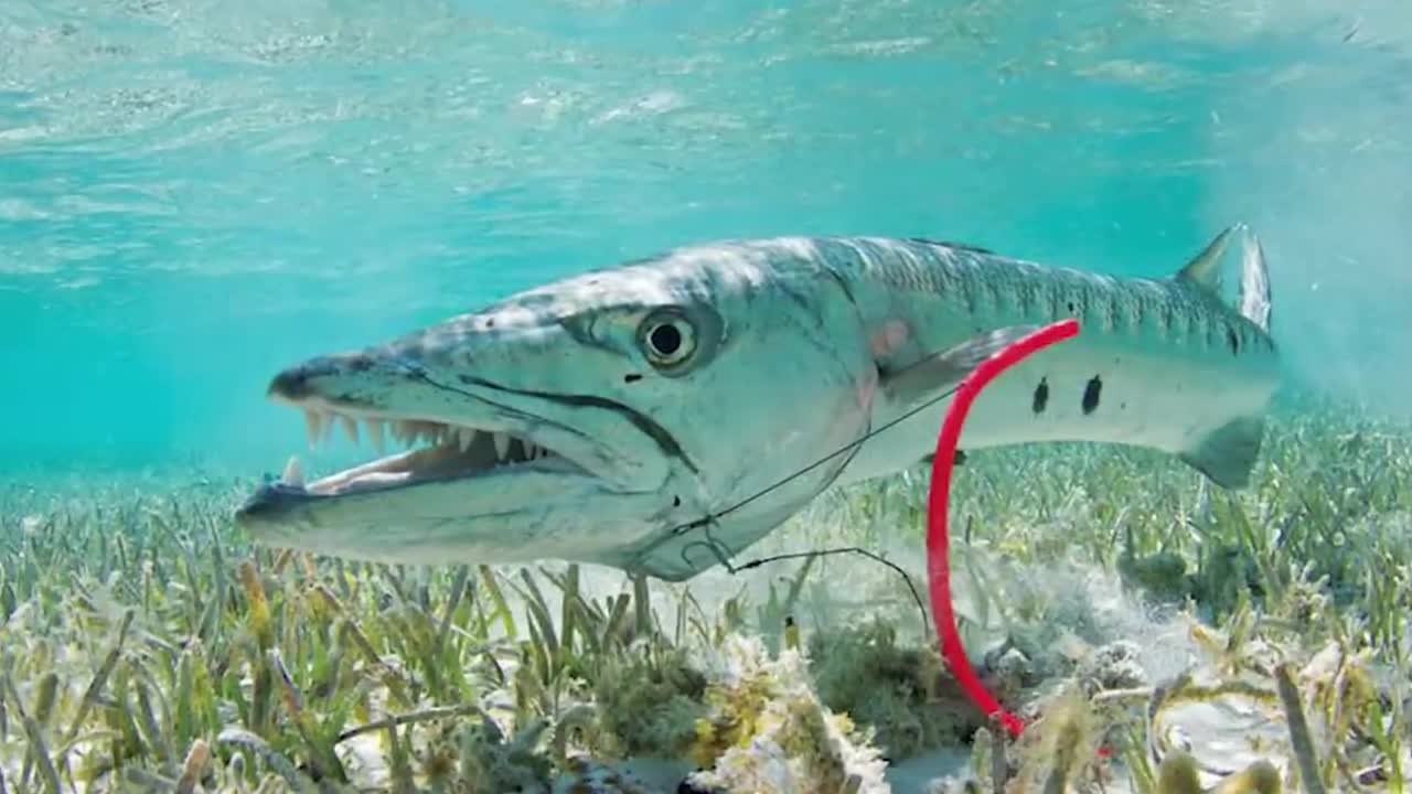 15 MOST DANGEROUS Ocean Creatures In The World-19