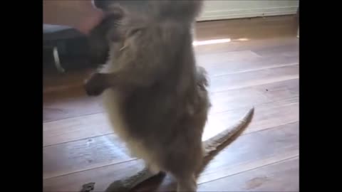 Cute Baby Kangaroos/Joeys