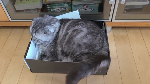 A Scottish Fold cat who especially likes a box of sneakers.