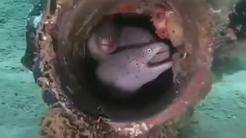 A World Within Another World #shorts #viral #shortsvideo #video