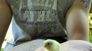 Size Comparison of a Regular Chick vs a Button Quail