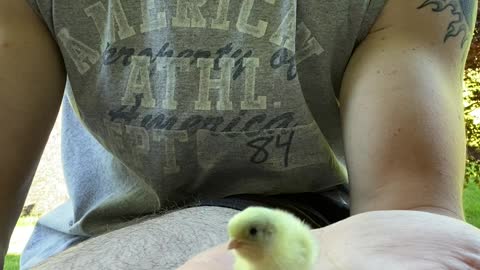 Size Comparison of a Regular Chick vs a Button Quail