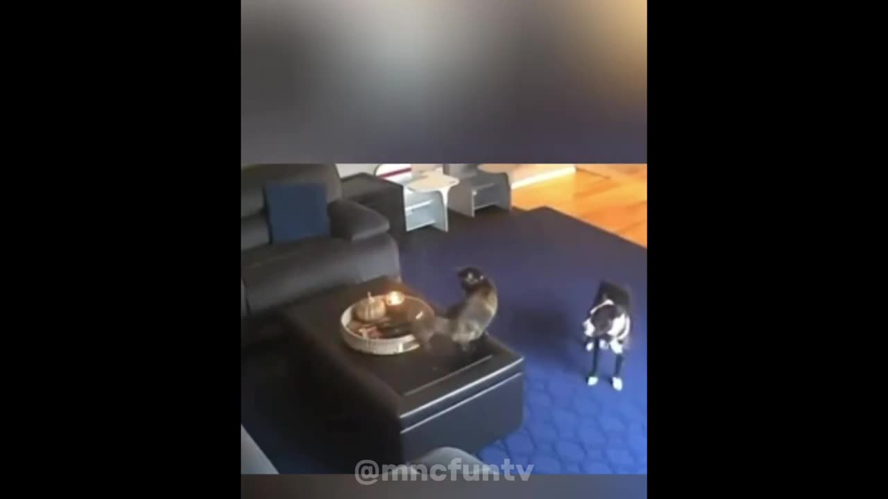 Funny animal videos