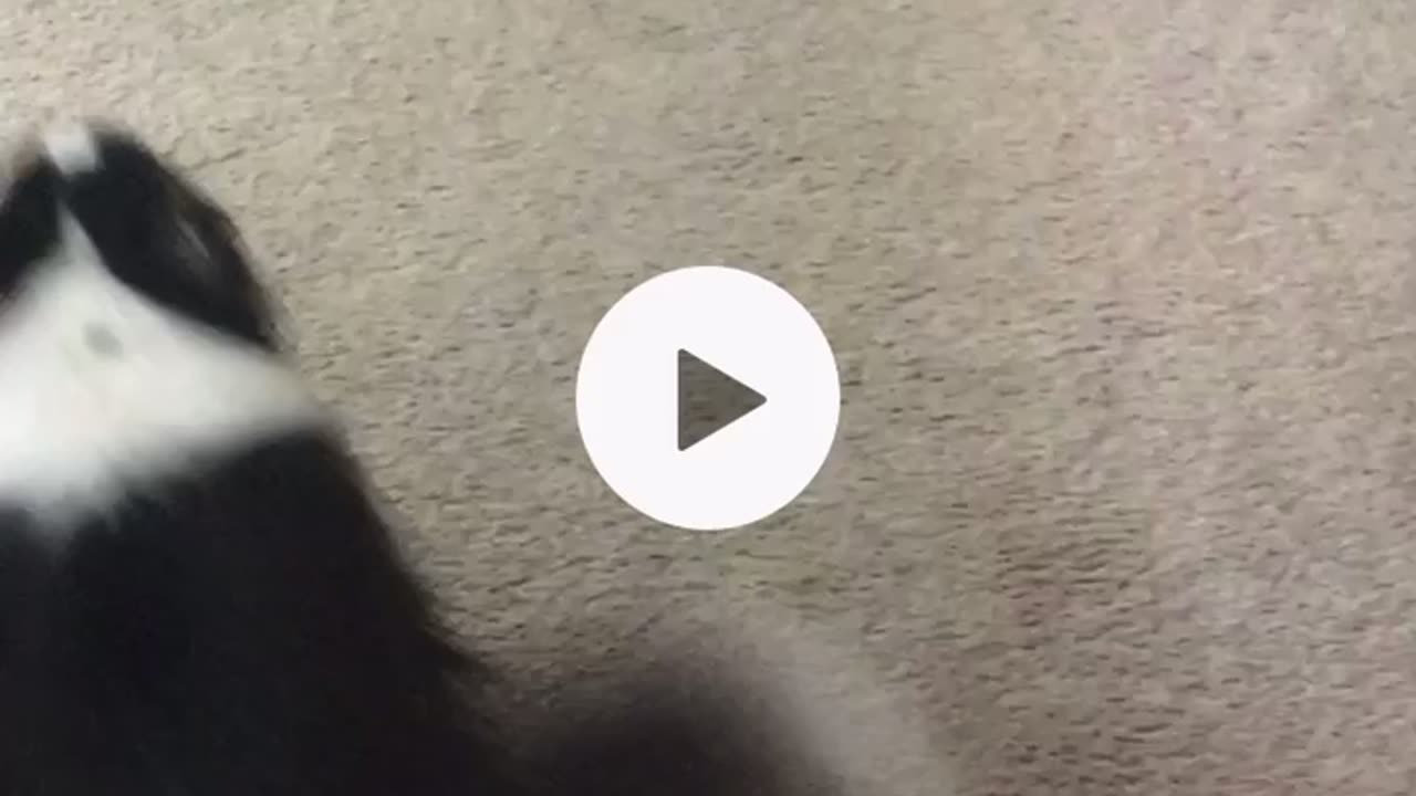 Shadow Goes To College