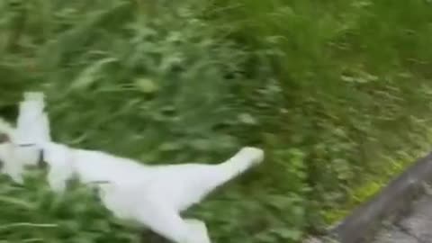 Catty