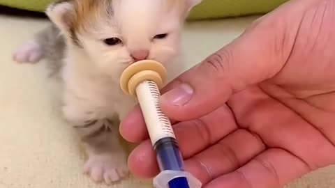 Cute Moment of Little Kitten Drinking Milk #shorts #kittendrinkingmilk #catfeeding.