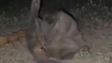 Too Hot for the female cat to bear