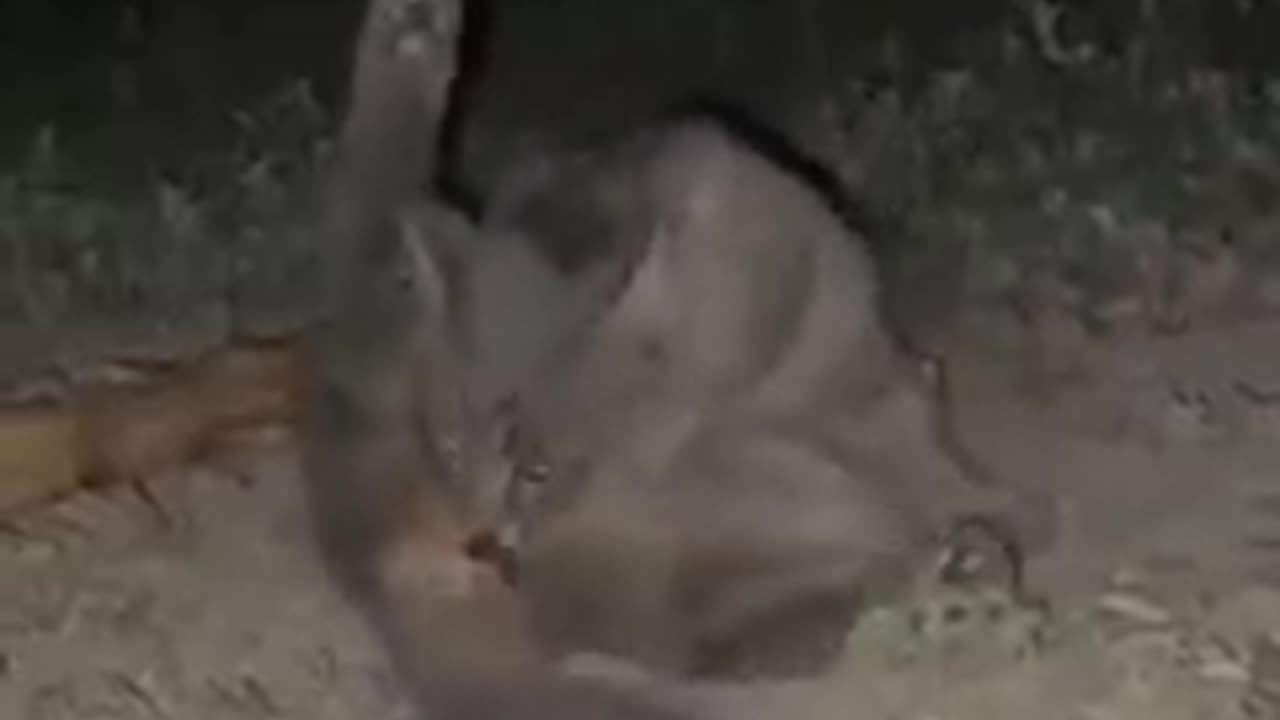 Too Hot for the female cat to bear