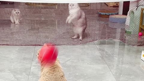 China cats play vollyball