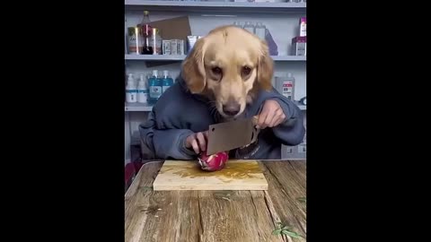 Funny animal video 🤣