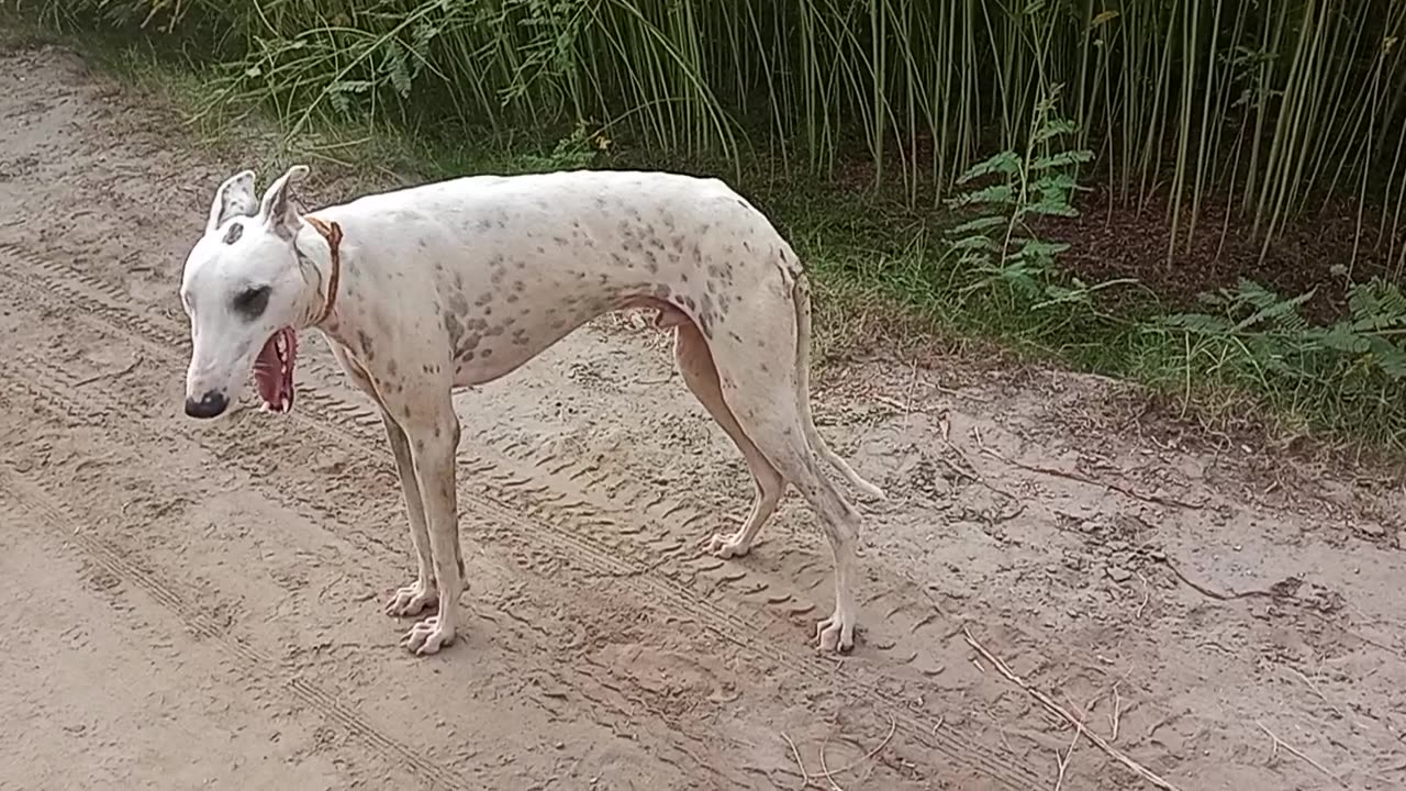 Dog playing in durond ,dog very happy