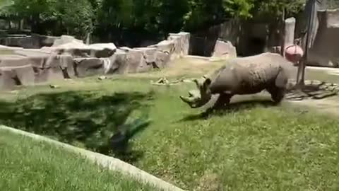 Animal World Series 290