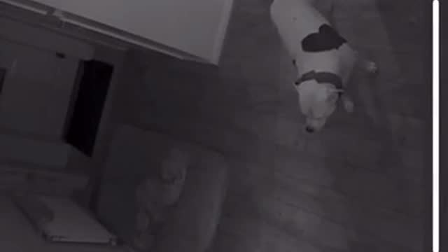 Jump Scare Caught on Security Cam