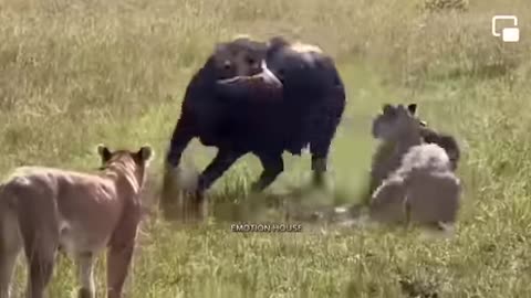 Mother’s are protector, they try to protect their children Untill their last breath